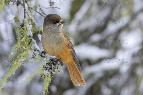Siberian jay (Perisoreus infaustus, Corvus infaustus) perched in spruce tree in snow covered taiga