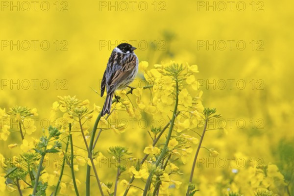 Common reed bunting (Emberiza schoeniclus) male in breeding plumage perched in flowering rape field