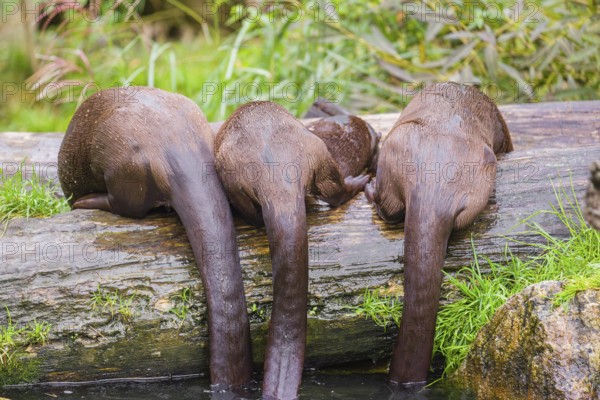 Three giant otter or giant river otter (Pteronura brasiliensis) that lie on a mossy rotten tree and