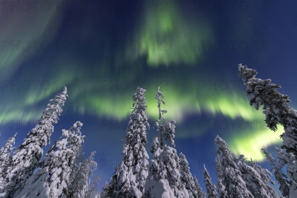 Northern lights, Aurora borealis over snow covered spruce trees on the taiga in winter at night,