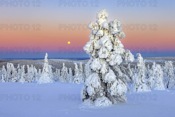 Tykky forest, snow covered spruce trees on the taiga at sunrise in winter, Riisitunturi National