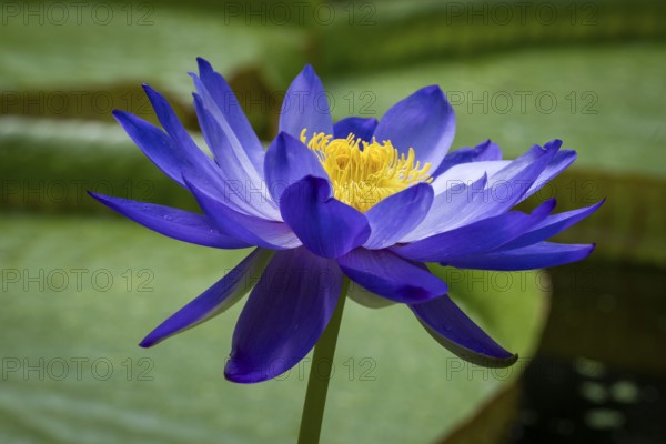 Water lily (Nymphea), Princess of Wales Conservatory, Royal Botanic Gardens (Kew Gardens), UNESCO