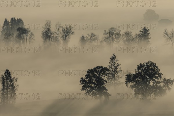 Foggy mood, fog, morning light, backlight, autumn, Loisach-Lake Kochel-Moor, foothills of the Alps,