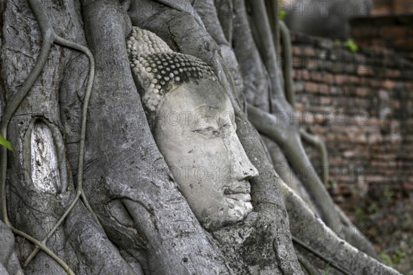 Sandstone Buddha head at the foot of a Bodhi tree in Wat Mahathat, Temple of the Great and Holy