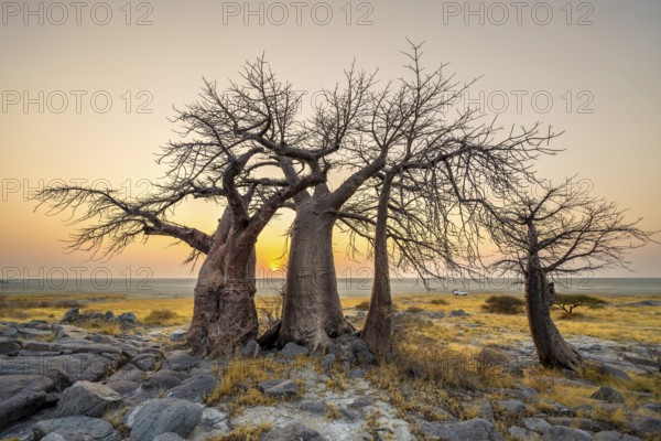 African baobab or baobab tree (Adansonia digitata), several trees at sunrise, Kubu Island (Lekubu),