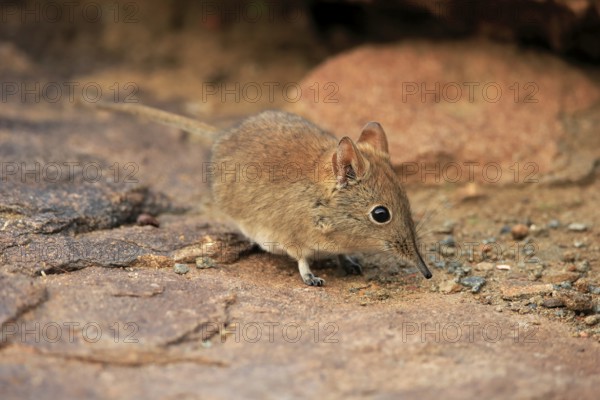 Short-eared elephant shrew, (Macroscelides probosideus), adult, foraging, Mountain Zebra National