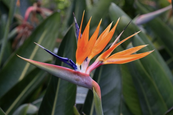 Bird of paradise flower (Strelitzia reginae), flower, in bloom, Kirstenbosch Botanical Gardens,