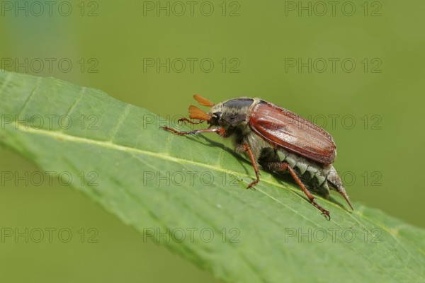 May beetle, wood cockchafer (Melolontha hippocastani), male, on leaf of a horse chestnut (Aesculus