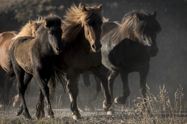 Three Icelandic horses (Equus islandicus), herd being driven from the highlands into the valley,