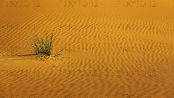 Wind-sculpted sand structure with green vegetation, in the Rub al Khali desert, Dhofar province,