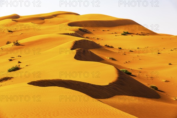Wind-sculpted curved sand dunes in the Rub al Khali desert, Dhofar province, Arabian Peninsula,