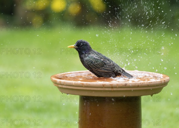 Starling (Sturnus vulgaris) bathing in a bird bath, Lower Saxony, Germany, Europe