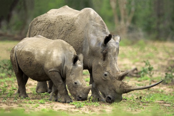 White rhino, white rhino (Ceratotherium simum), adult female feeding with young, foraging, two