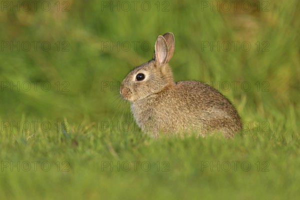 Wild rabbit (Oryctolagus cuniculus), young animal sitting on a meadow, Texel, West Frisian Islands,