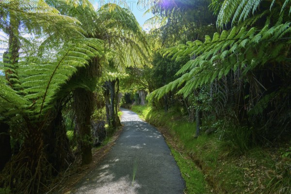 A narrow path winds its way through dense ferns and shady trees, Cathedral Cove, Hahei, Coromandel