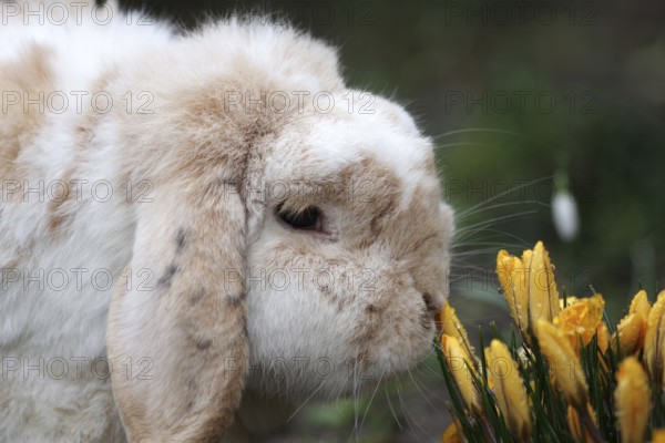 Rabbit (Oryctolagus cuniculus domestica), pet, ram rabbit, crocuses, early bloomers, Easter,