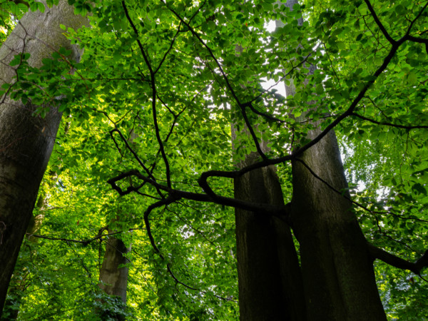 Beech trees in the Felsenmeer nature reserve, near Hemer in the Sauerland region