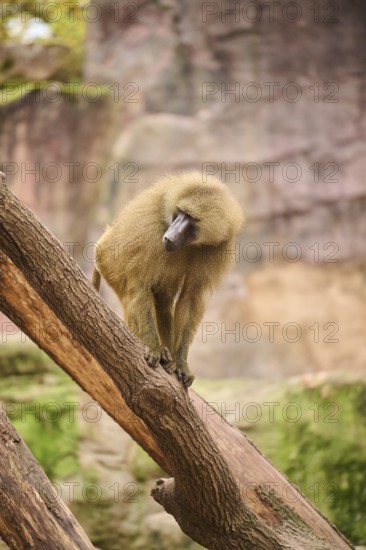 Guinea baboon (Papio papio) sitting on a tree trunk, Bavaria, Germany Europe