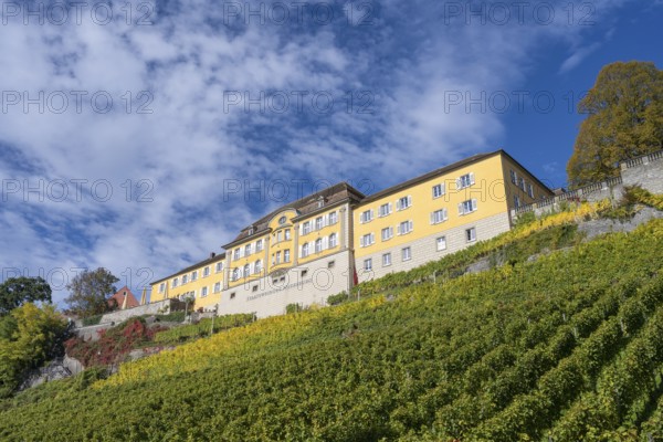 Meersburg State Winery on a vineyard, Lake Constance, Lake Constance district, Baden-Württemberg,