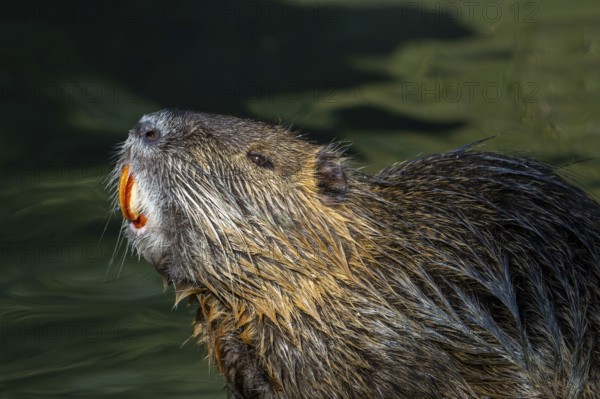 Coypu, nutria (Myocastor coypus) close-up portrait showing large bright orange-yellow incisors,
