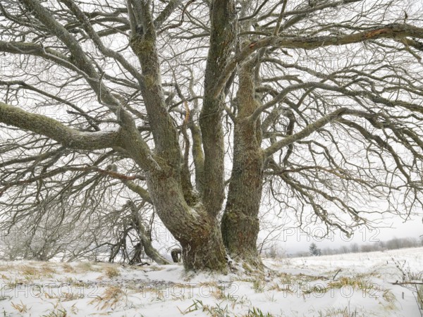 Willow Tree, (Salix sp.) covered in frost and snow, November, beside the crossroad Hochrhönstrasse