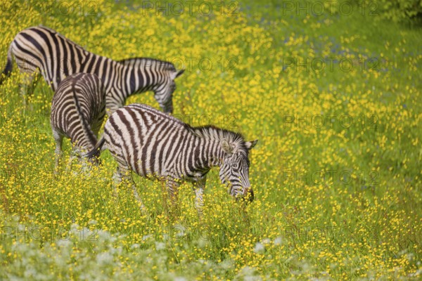 Chapman's zebra (Equus quagga chapmani) grazing on a yellow flowering meadow