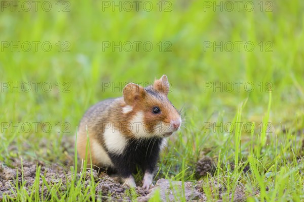 A European hamster (Cricetus cricetus), Eurasian hamster, black-bellied hamster or common hamster,