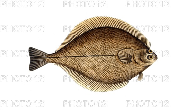 Fish, Fish, Genus of right-eye flounders, Pleuronectes Limanda, Historical, digitally restored