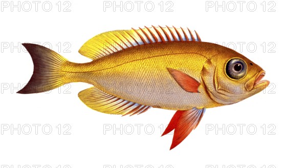 Fish, Fish, Genus of bannerfish, Anthias macrophtalmus, Historical, digitally restored reproduction
