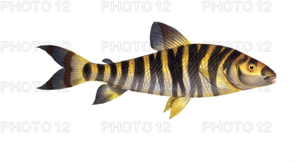 Fish, Fish, Salmon family, Salmo fasciatus, banded salmon, the streaked salmon family, Salmon,