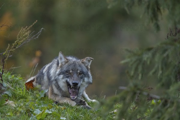 One eurasian gray wolf (Canis lupus lupus) lying on a hill, chewing on a piece of fur. A green