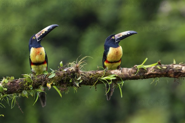 Collared Aracari (Pteroglossus torquatus), Toucans (Ramphastidae), Laguna del Lagarto Lodge,