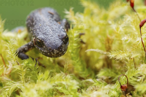 Smooth or Common newt (Lissotriton vulgaris) adult amphibian on moss, England, United Kingdom,