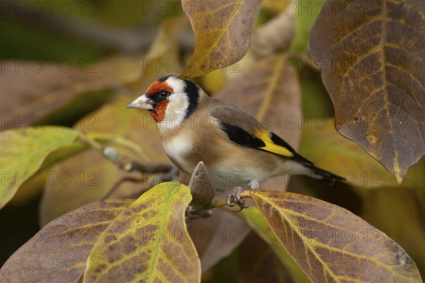 European goldfinch (Carduelis carduelis) adult bird on a garden Magnolia tree with autumn colour