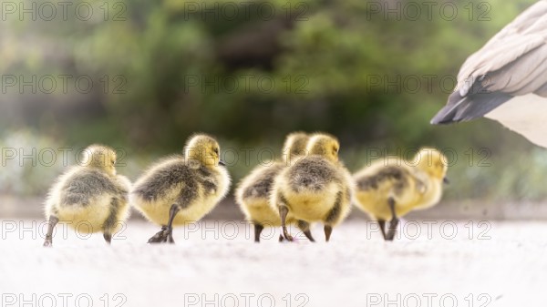 Canada goose chicks (Branta canadensis) five crossing a gravel path, adult goose in front, only