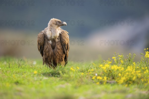 Griffon Vulture (Gyps fulvus) sitting on a flowering meadow in autumn, Pyrenees, Catalonia, Spain,