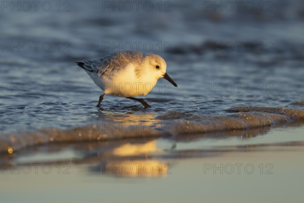 Sanderling (Calidris alba) adult wading bird in winter plumage on a beach, Norfolk, England, United