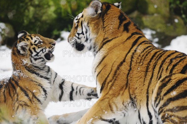 A tiger cub playfully touches an adult tiger, Siberian tiger (Panthera tigris altaica), captive,