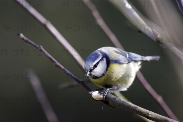 Blue tit (Cyanistes caeruleus), close-up, songbird, cute, bird feeder, winter, A blue tit sits on a