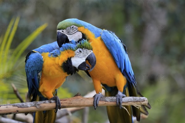 Yellow-breasted Macaw (Ara ararauna), adult, perch, pair, social behaviour, plumage care, South