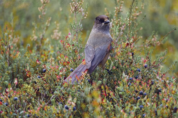Unlucky jay (Perisoreus infaustus), among blueberries, back view, tail feathers spread out, autumn