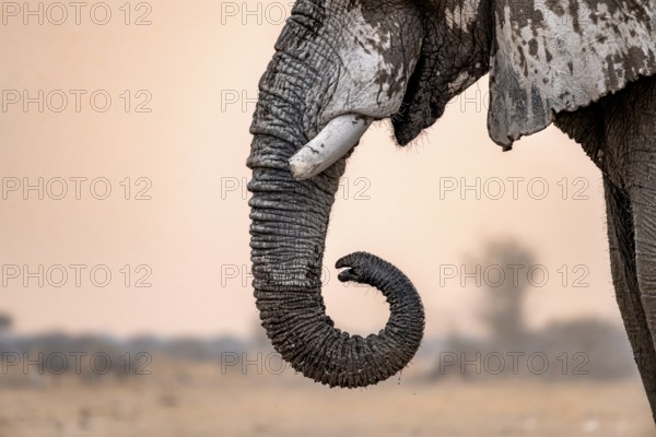 African elephant (Loxodonta africana), adult male, detail, trunk, at sunset, Nxai Pan National