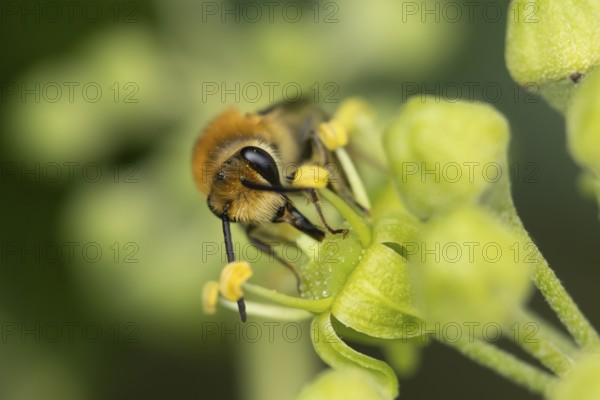 Ivy bee (Colletes hederae) adult insect feeding on an Ivy flower in summer, England, United