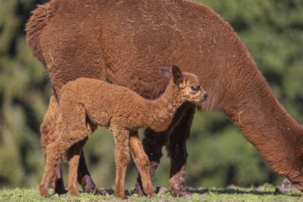Brown female Alpaca (Vicugna pacos) with her newborn standing in green grass, with a green forest