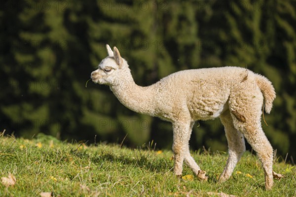 One young white Alpaca (Vicugna pacos) stands on a green meadow . A forest is in the distant