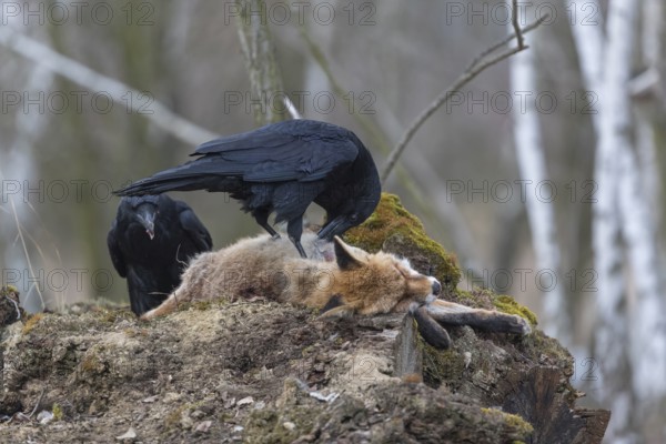 Two common raven (Corvus corax), fighting and feeding on the carcass of a red fox lying on stones