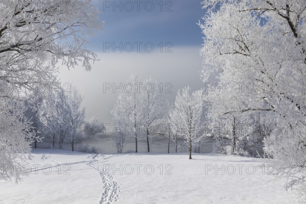 Lake Kochelsee in Bavaria, Germany. River Loisach leaving the lake. Winter, hoar frosted trees