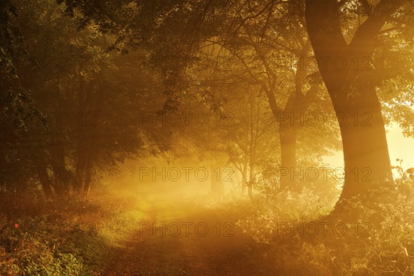 Field path through avenue in the first morning light, sunbeams in the morning mist, Freyburg
