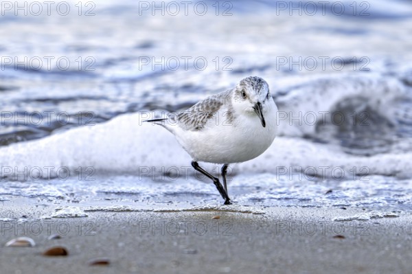 Sanderling (Calidris alba) in non-breeding plumage foraging in shallow water on sandy beach along