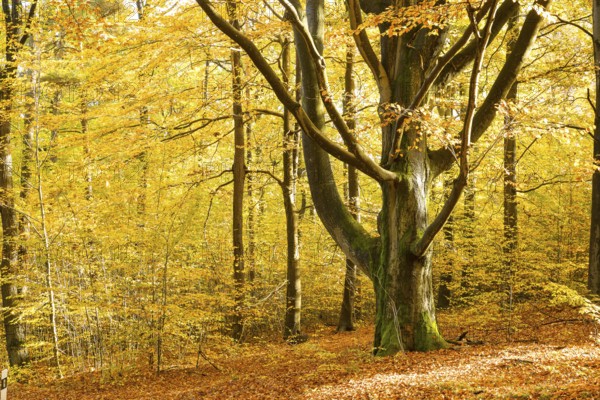 Old beech (Fagus) in autumnal deciduous forest near Groß Radisch, Hohendubrau, Saxony, Germany,